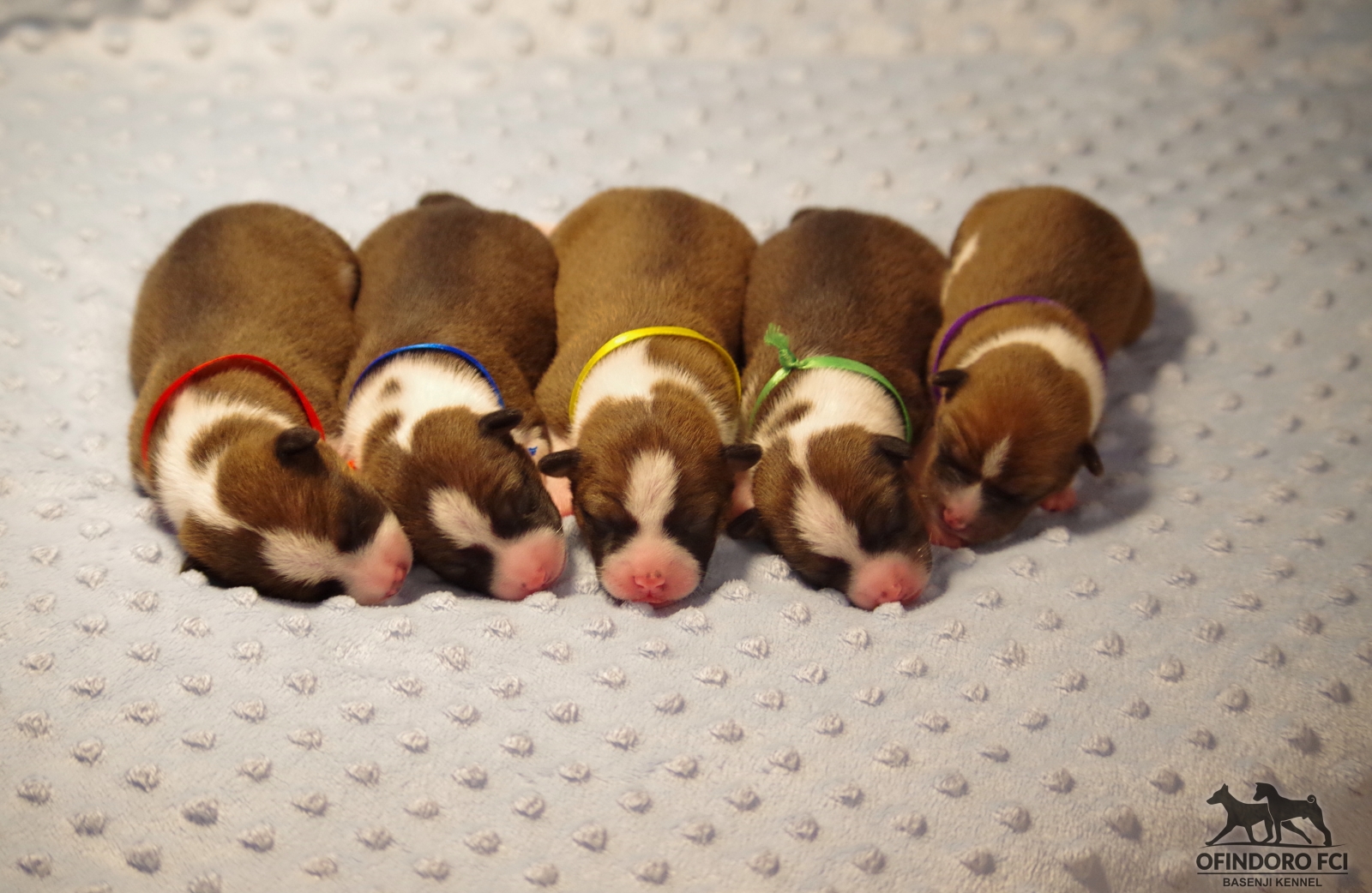 puppies_1