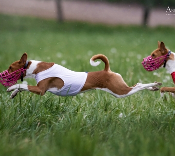 Coursing