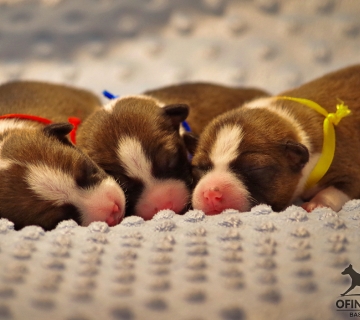 puppies_1