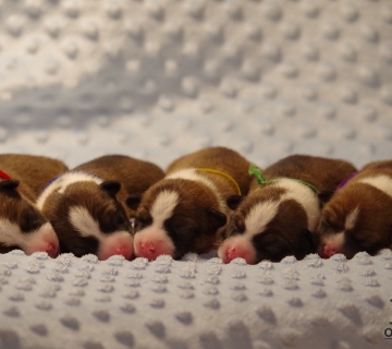 puppies_1