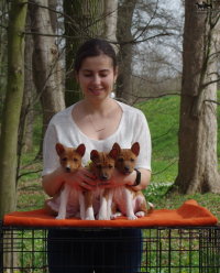 Puppies from litter C are 7 weeks old :)