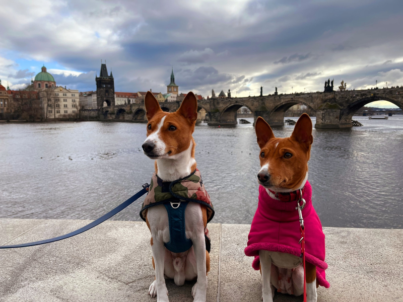 29-30.11.2024 Pinky i Goldi zwiedzali Pragę i przy okazji wystawy