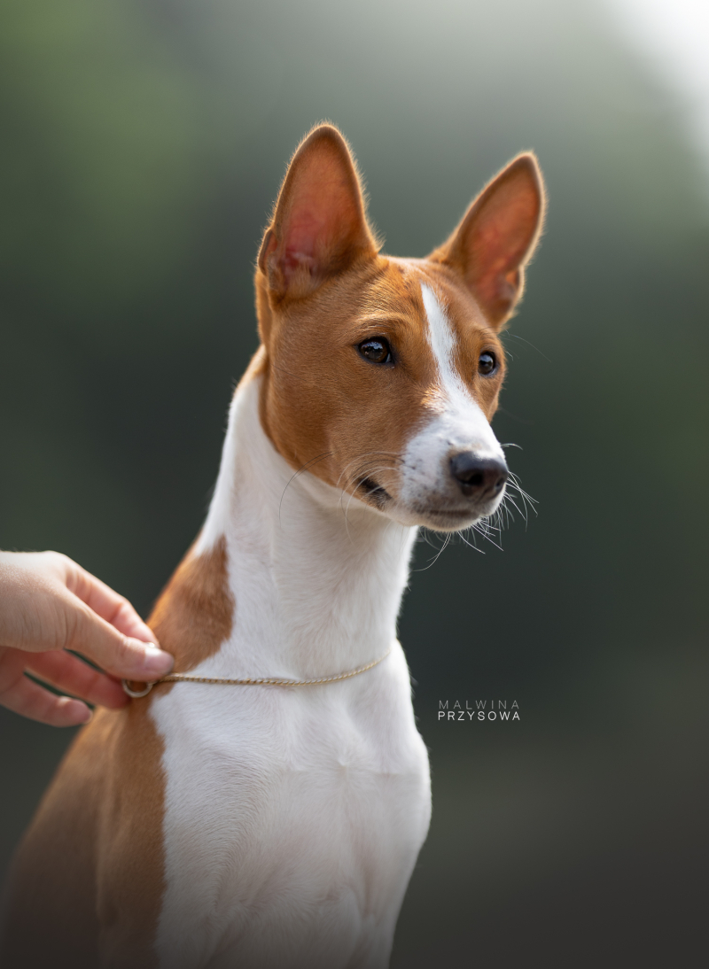 Dog Show Ranking of branch Wroclaw