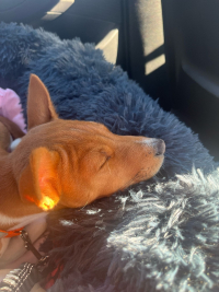 25.05.2024 Last puppy from litter "C" went to new home