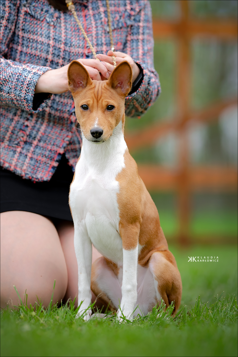 23.04.2023 National show of hunting dogs in Wroclaw
