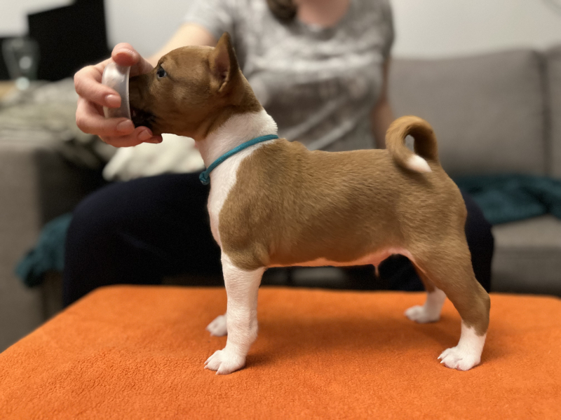 Last available puppy form litter &quot;C&quot;