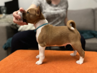 Last available puppy form litter "C"