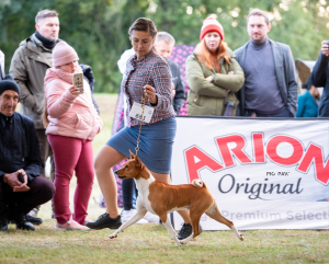 Cheetos został Interchampionem